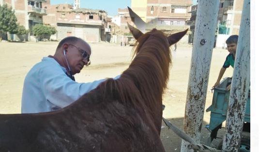 جامعة الزقازيق توجه قافلة بيطرية لقرية كفر أبو نجم مركز أبو حماد 