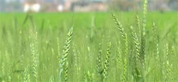   "الزراعة" تكثف جهودها لمتابعة موسم زراعة القمح وتوفير التقاوي الجيدة 
