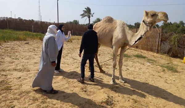 "بحوث الصحراء" ينظم قوافل بيطرية في الطور ونويبع