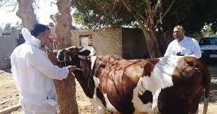 تحصين 70 ألف رأس ماشية ضد الجلد العقدي للأبقار وجدري الأغنام بالغربية