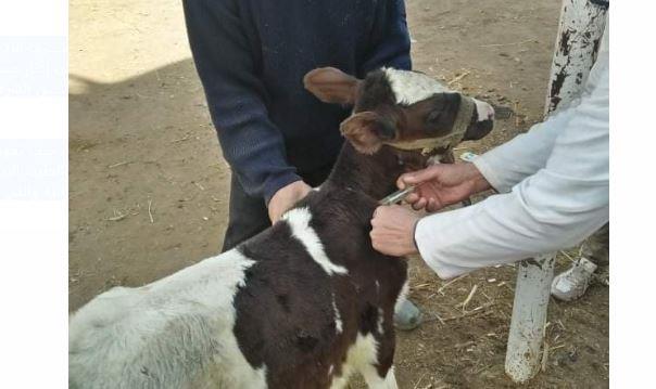 جامعة الزقازيق توجه قافلة بيطرية لقرية كفر أبو الديب 