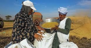   545 مليون دولار فى نوفمبر الماضى حجم واردات مصر من القمح  