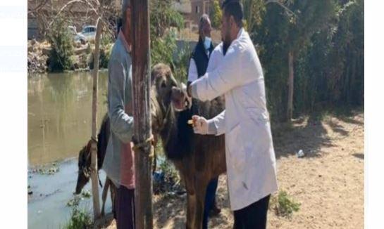 قوافل بيطرية لتحصين رؤوس الماشية ضد مرض الدرن والبروسيلا بالإسماعيلية