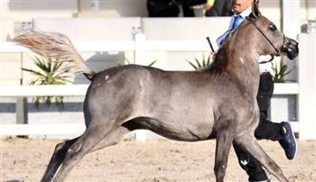 انطلاق البطولة الدولية للخيل العربية المصرية بالكويت بمشاركة 211 جوادًا أصيلًا