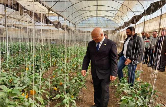 مدير المحاصيل الحقلية لـ"حديث القاهرة": الفدان الواحد حقق 30 أردب قمح وتحقيق الاكتفاء الذاتي وارد
