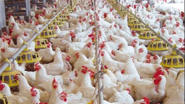 انخفاض أسعار الدواجن والفراخ البلدي تسجل 98 جنيهًا 