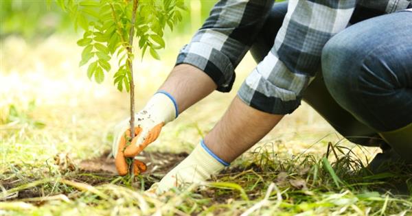 دراسة: زراعة المزيد من الأشجار في المدن قد يقلل الوفيات الناجمة عن حرارة فصل الصيف