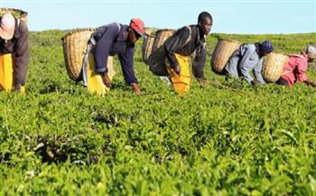   رواندا: زيادة عائدات الصادرات الزراعية بنسبة 45% العام الماضي