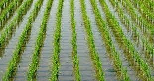 أستاذ أراضي: لا يمكن زراعة الأرز الصيني في الصحراء.. «المصريين بيشوفه بلاستيك»