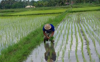   مسئول بالزراعة: نقيم تجربة فكرة زراعة الأرز الصيني وملائمته للصحراء المصرية