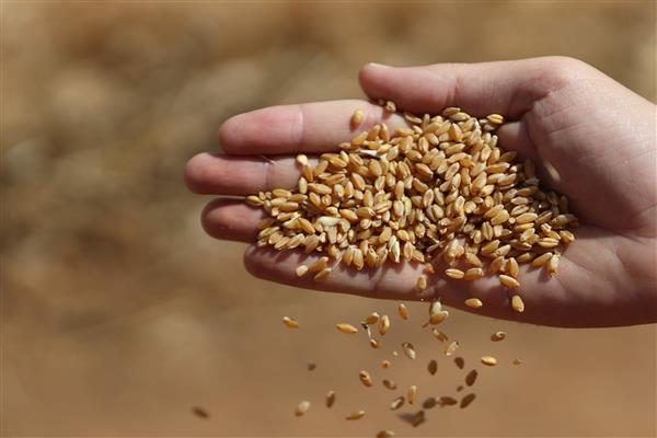 بداءً من 1 مارس.. روسيا ترفع رسوم صادراتها من القمح