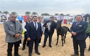   إنطلاق فعاليات المهرجان الدولي السادس عشر للخيول العربية الأصيلة بكوم حمادة