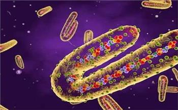   إسبانيا: اكتشاف أول إصابة بفيروس ماربورج المميت
