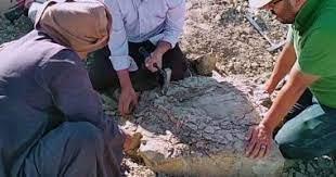   اكتشاف سلحفاة عمرها 70 مليون سنة بمصر