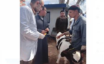   الكشف على 537 من الماشية والدواجن بقرية بكفر الشيخ 
