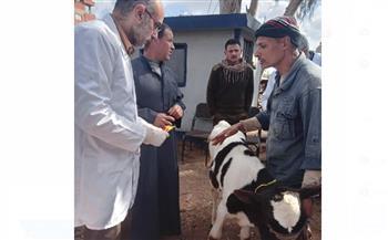 الكشف على 537 من الماشية والدواجن بقرية بكفر الشيخ 