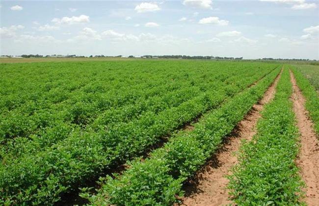 تفاصيل زراعة 600 ألف فدان في سيناء نهاية العام الجاري