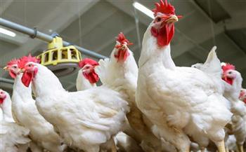   «التموين»: أسعار الدجاج ستنخفض كثيرا قبل رمضان ولن يزيد على 65 جنيها
