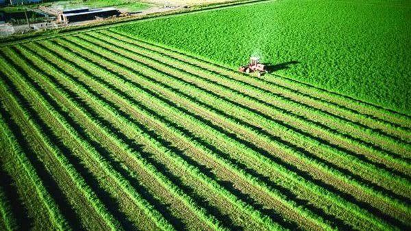 أستاذ اقتصاد زراعي: استصلاح أراضي سيناء سيضيف 400 ألف فدان إلى الرقعة الزراعية