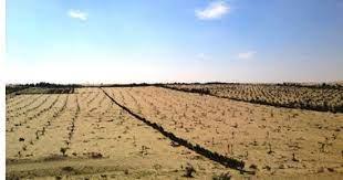 الزراعة في المقدمة.. 5 مليارات جنيه استثمارات حكومية لتنمية شمال سيناء