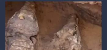 في ليبيا تماسيح منذ الآلاف السنين
