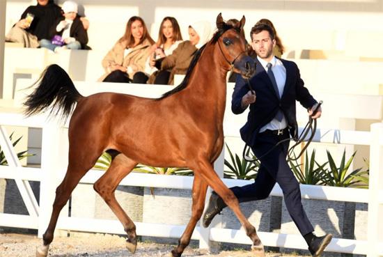 16 فبراير.. البطولة الدولية للخيل العربية المصرية بالكويت