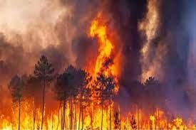   ارتفاع حصيلة ضحايا حرائق الغابات فى تشيلى إلى 22 قتيلا