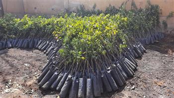   ضمن «زراعة 100 مليون شجرة».. توزيع أشجار مثمرة على مدارس نجع حمادي بالمجان 