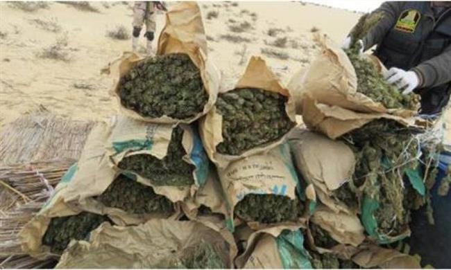ضبط 8 أطنان بانجو فى حملات على تجار المخدرات