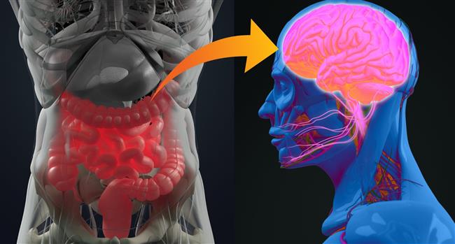 صحة العقل من صحة بكتريا الأمعاء