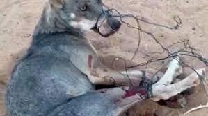 نهش لحمه.. حيوان مفترس يقتل طفلا داخل زراعات القصب بقنا