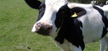   سويسرا تعلن تسجيل أول إصابة بجنون البقر