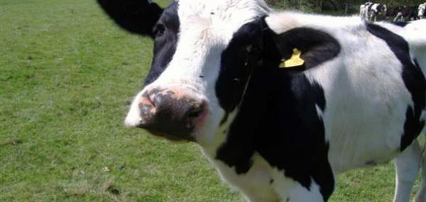 سويسرا تعلن تسجيل أول إصابة بجنون البقر