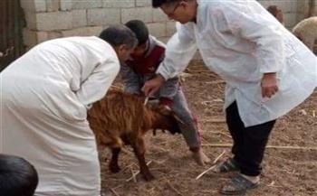   "بيطري الغربية": تحصين 68 ألفا من الماشية ضد الأمراض الوبائية