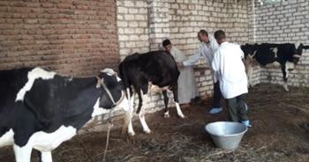   تحصين أكثر من 43 ألف رأس من الماشية ضد الأمراض الوبائية ببني سويف