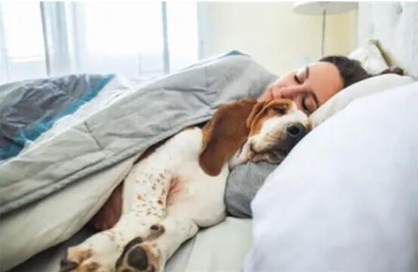 دراسة جديدة: امتلاك الحيوانات الأليفة له تأثير سلبي على جودة النوم
