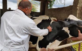   " بيطري البحيرة": تحصين 30 ألف رأس ماشية ضد مرضى الحمى القلاعية والوادي المتصدع 