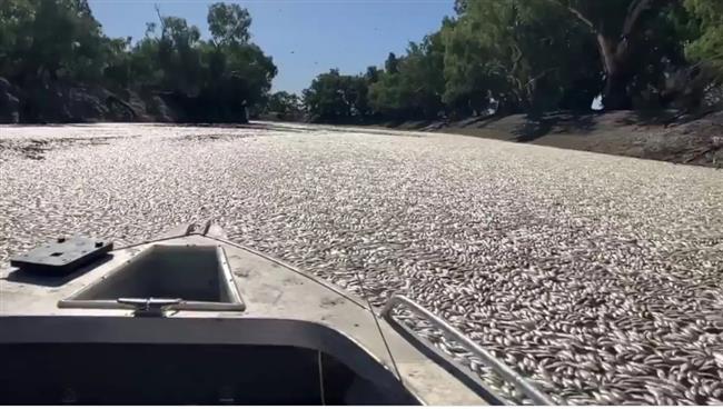 مشهد صادم.. نفوق ملايين الأسماك وسط موجة حر في أستراليا