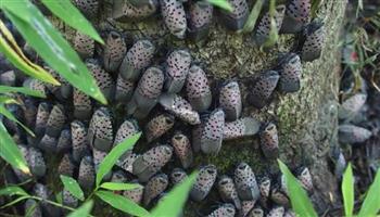   أمريكا تحذر من انتشار «ذبابة الفانوس» في بداية فصل الربيع