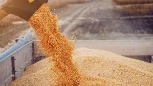 ارتفاع كبير في أسعار القمح والذرة وفول الصويا في بورصة الحبوب