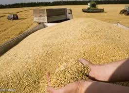   الزراعة الروسية: نستهدف تصدير نحو 60 مليون طن من الحبوب