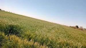 زراعة 436 ألف فدان من القمح في الوادي الجديد