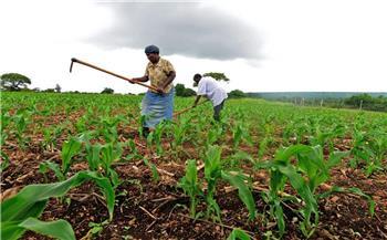 كينيا تعتزم تنفيذ برنامج بقيمة 250 مليون دولار لزيادة إنتاجها الزراعي
