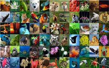   في اليوم العالمي للحياة البرية.. الأمم المتحدة: مليون نوع مهدد بالانقراض