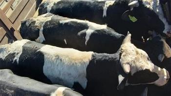   بسبب «جنون البقر».. دول تحظر استيراد اللحوم البرازيلية