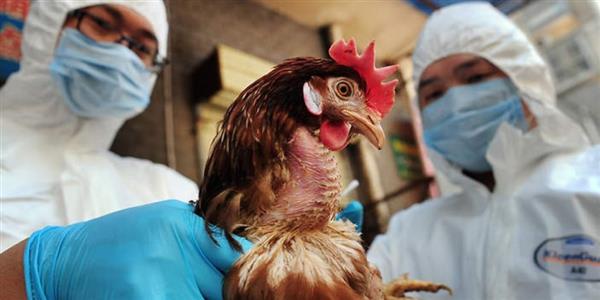 تشيلي ترصد أول إصابة بشرية بإنفلونزا الطيور