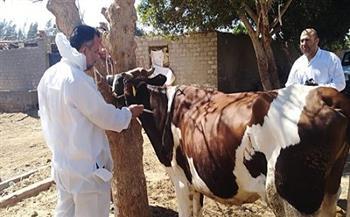   "بيطري الغربية": تحصين 95 ألف رأس من الماشية ضد الأمراض الوبائية