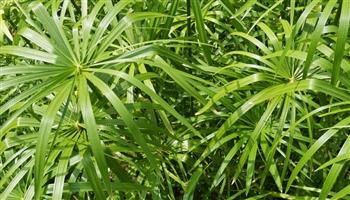   «كونا»: نبات البردي شاهد على عصور المصريين القدماء منذ آلاف السنين