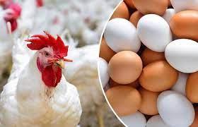   "الزراعة": انفراجة في أسعار البيض والدواجن بحلول شهر رمضان
