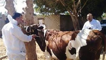   "بيطري كفر الشيخ": تحصين 44 ألفا و285 رأس ماشية ضد الأمراض الوبائية
